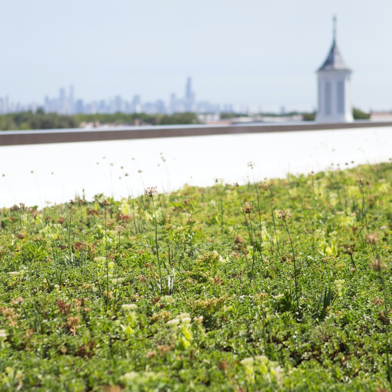 Johnson Center's green roof