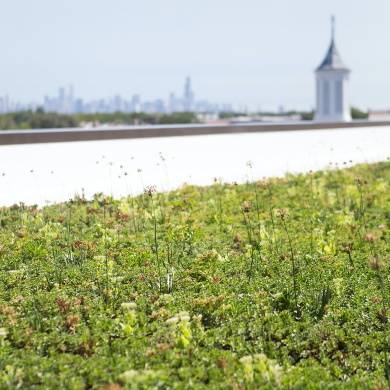 Johnson Center's green roof