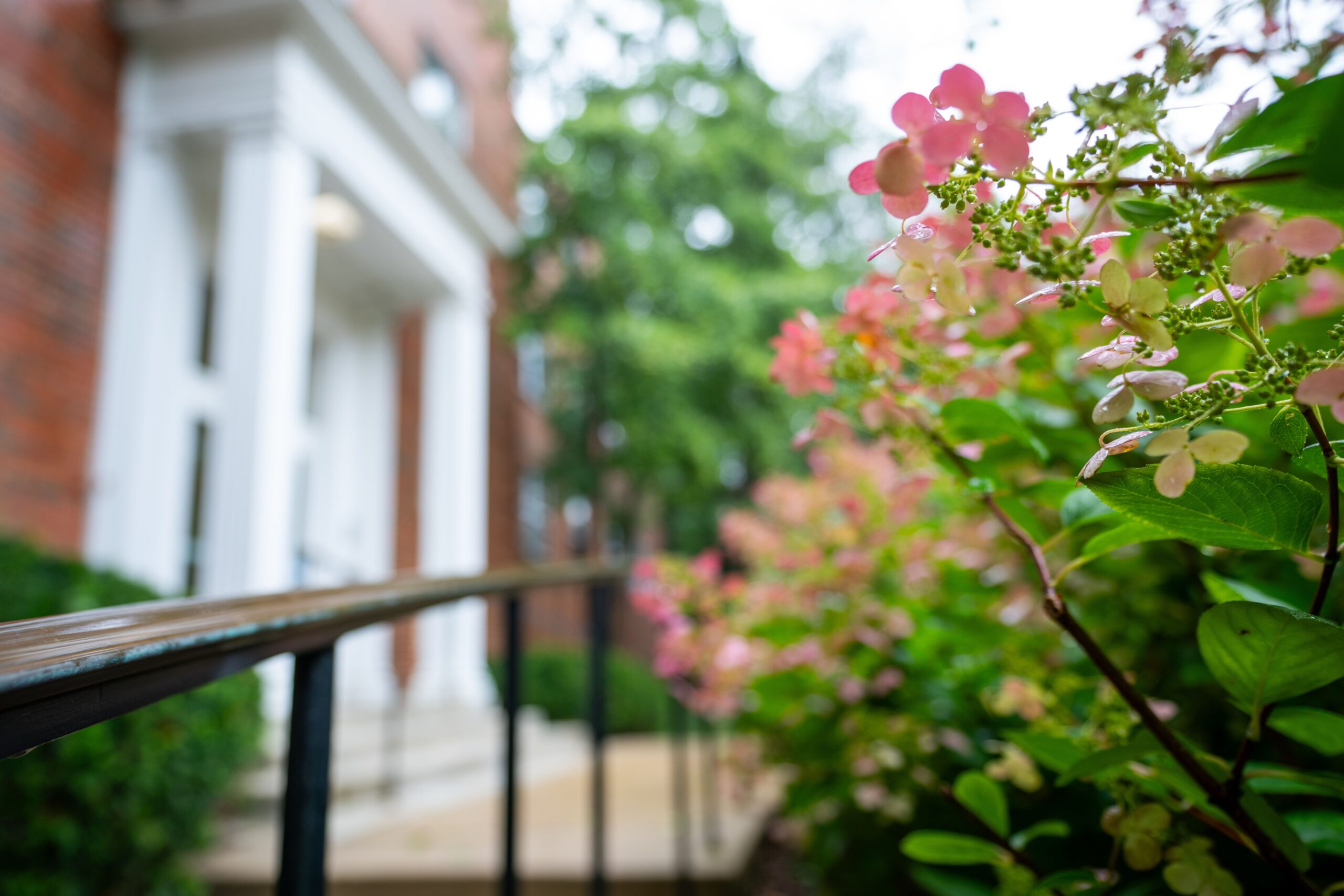 Closeup image of bush with pink flowers in front of a campus building.